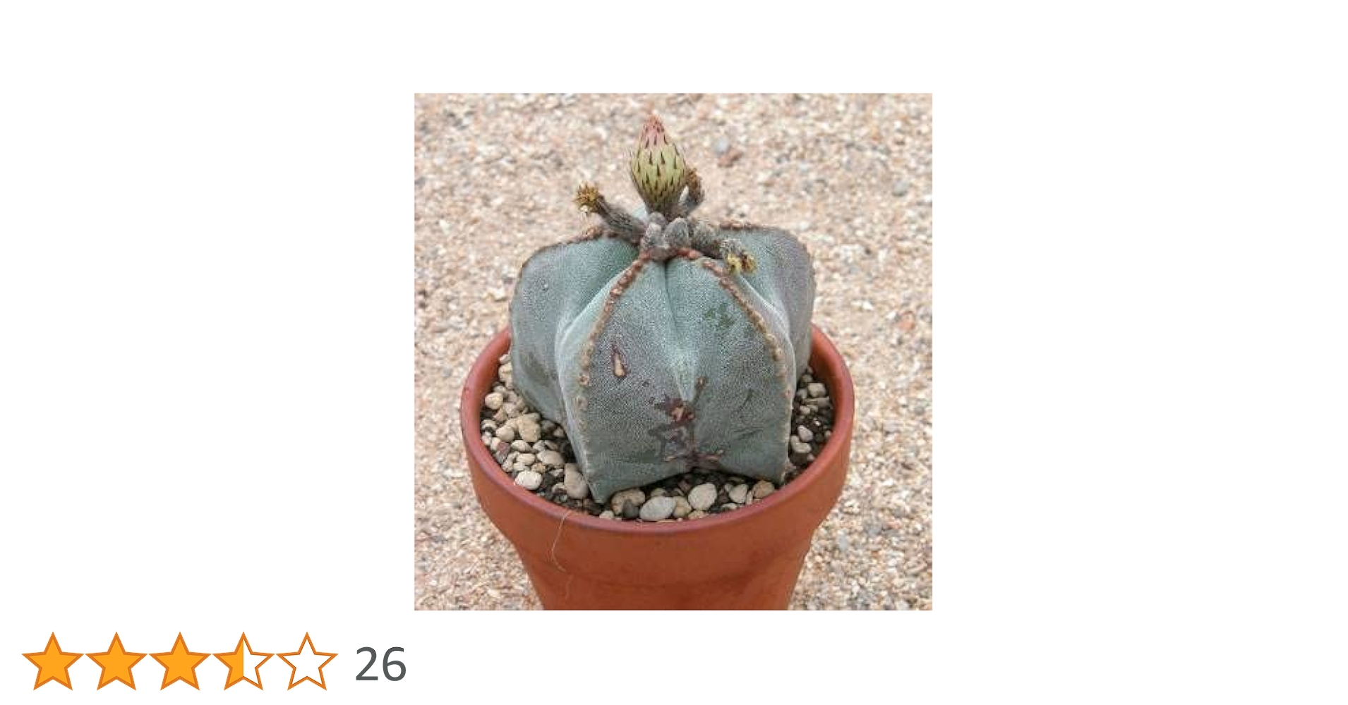 Amazon | 【種子】Astrophytum Myriostigma◇アストロフィツム・鸞鳳玉